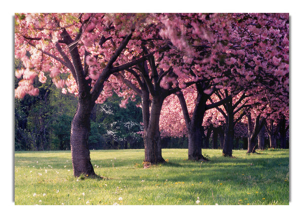 Kirschblüten-Aufstellung