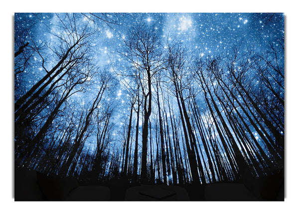 Starry Night In Forest