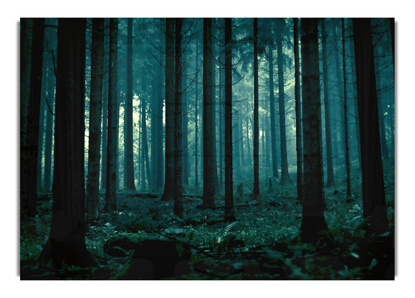 Tief im Smaragdwald