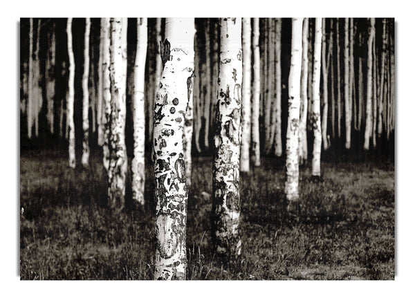 Berge Quakies Wald