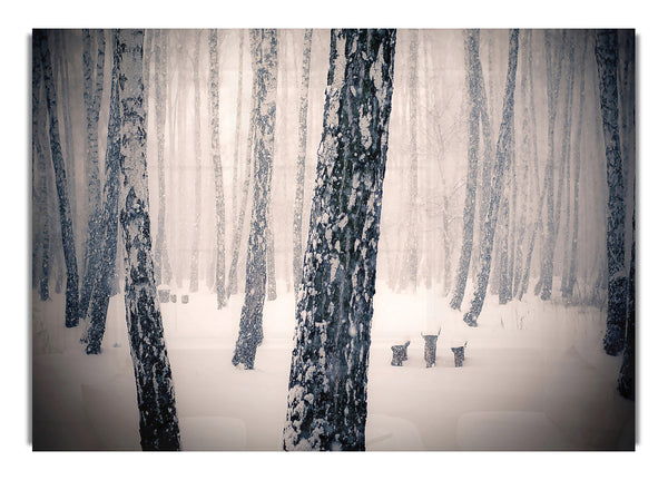 Forest Snowing