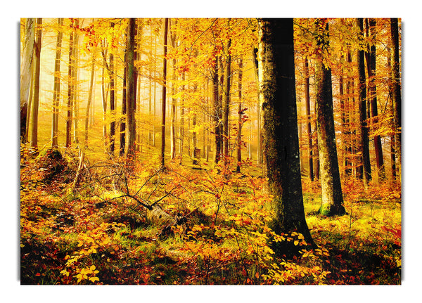 German Forest In Autumn
