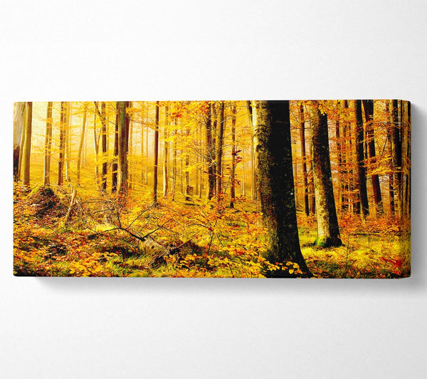 German Forest In Autumn