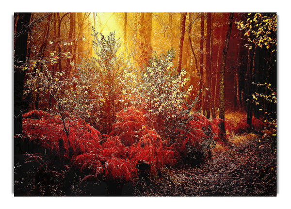Herbstwald