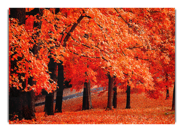 Schönes Herbstlaub