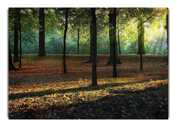 Herbstlicht