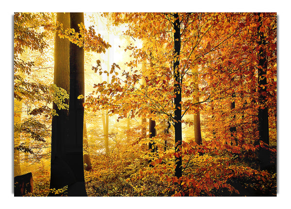 Schönes Herbstlaub