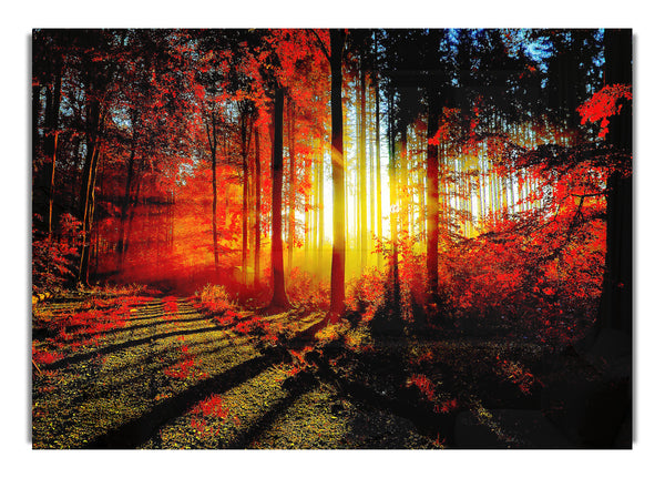 Roter Wald