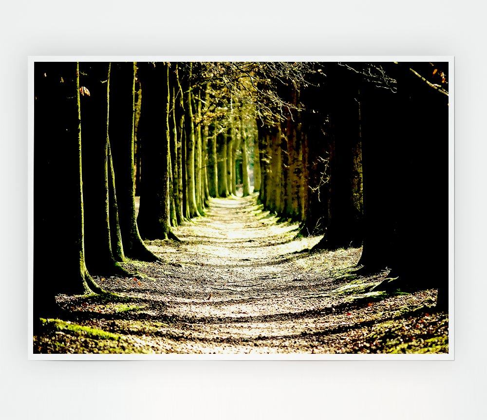 Tree Lined Path Print Poster Wall Art