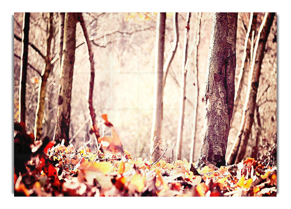 Ground Leafage Autumn