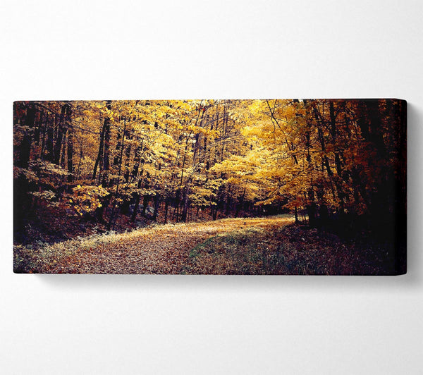 Forest Road