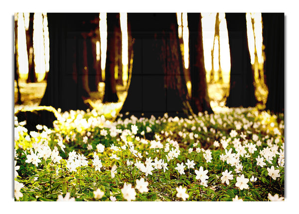 White Forest Flowers