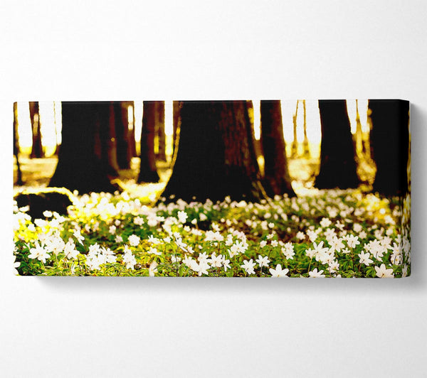 Weiße Waldblumen