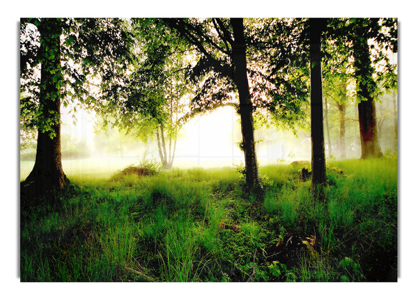 Morgennebel