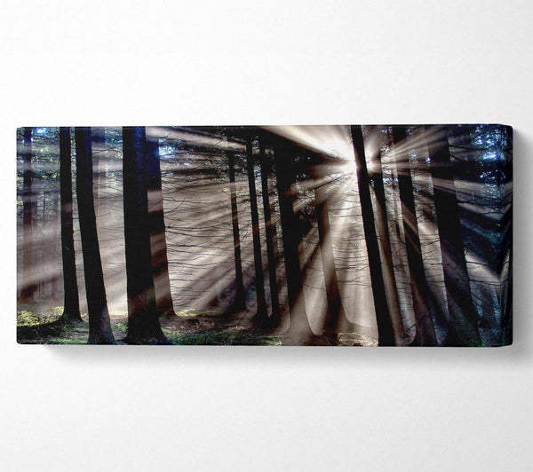 Morgensonne Strahlen Wald