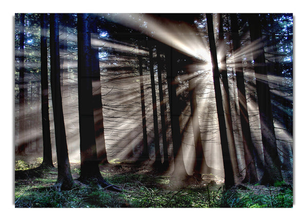 Morgensonne Strahlen Wald