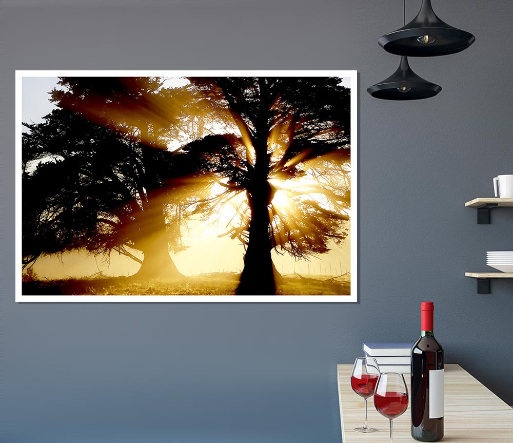 Trees With Sunlight Print Poster Wall Art