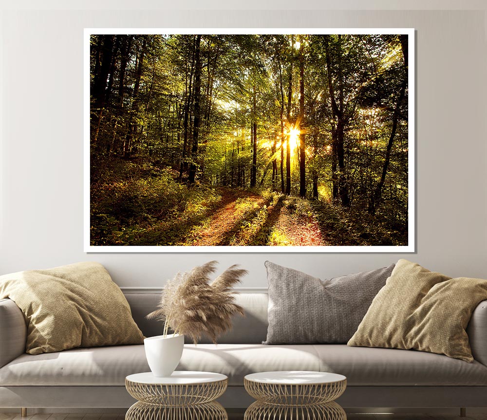 Forest In Late Afternoon Print Poster Wall Art