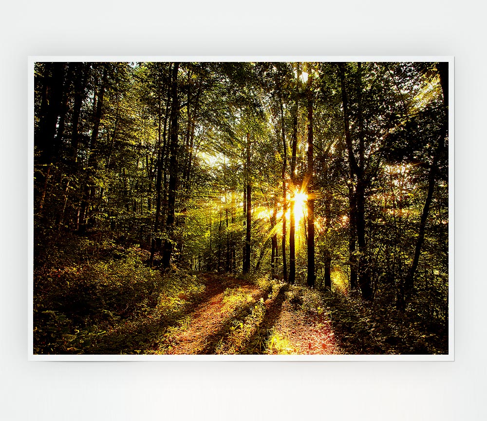 Forest In Late Afternoon Print Poster Wall Art