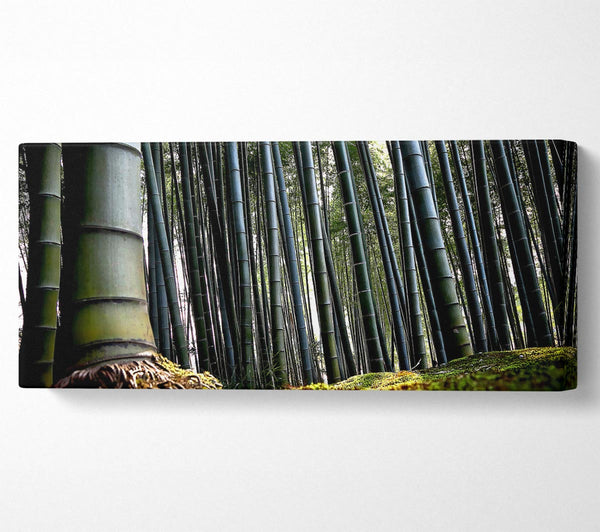 Huge Bamboo Forest