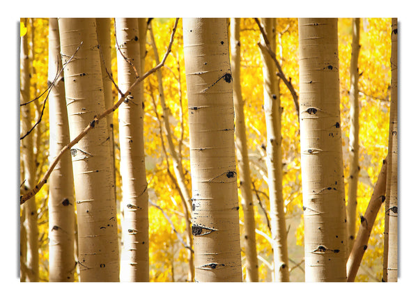 Birch Trees