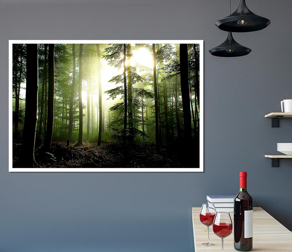 Coniferous Forest Print Poster Wall Art