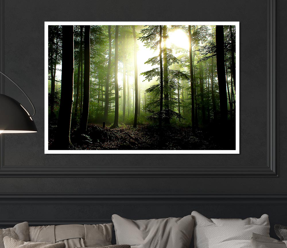 Coniferous Forest Print Poster Wall Art