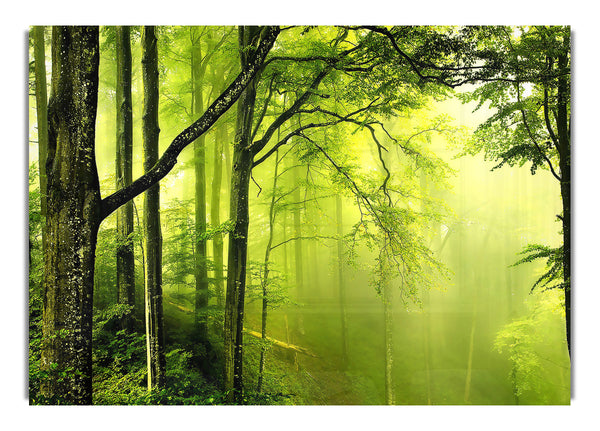 Schöner grüner Wald