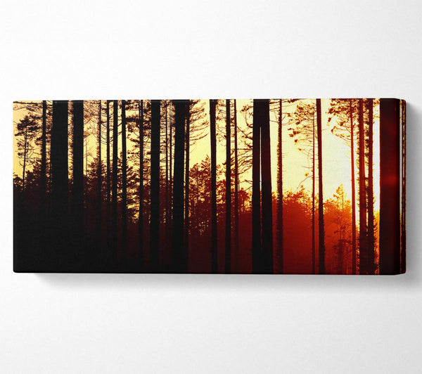 Forest Sunset