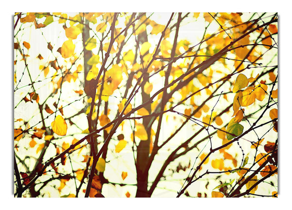 Licht im Wald
