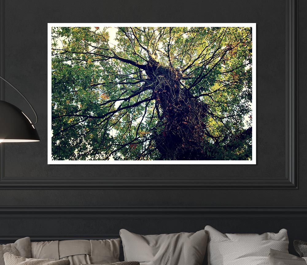 Ancient Forest Tree Print Poster Wall Art