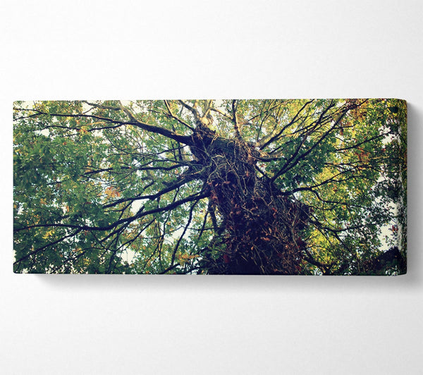 Uralter Waldbaum