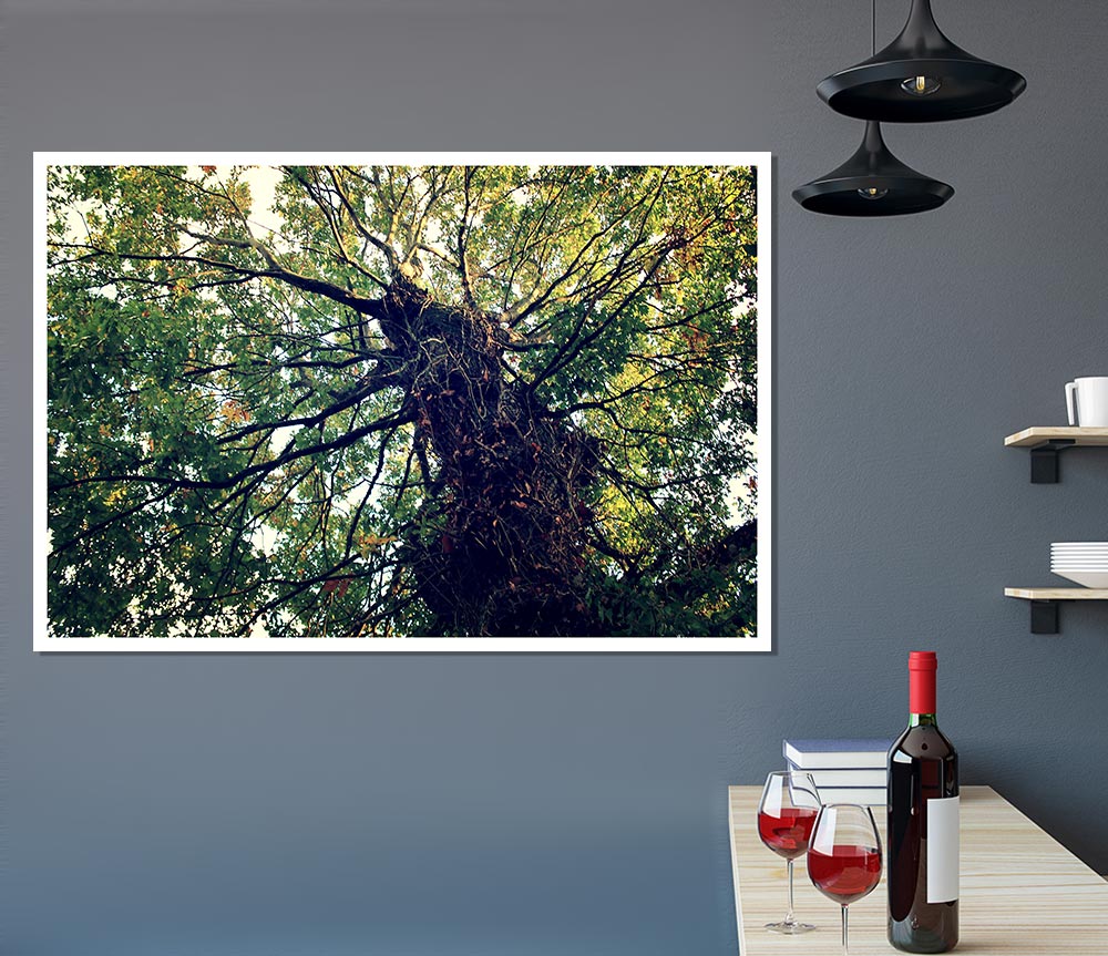 Ancient Forest Tree Print Poster Wall Art