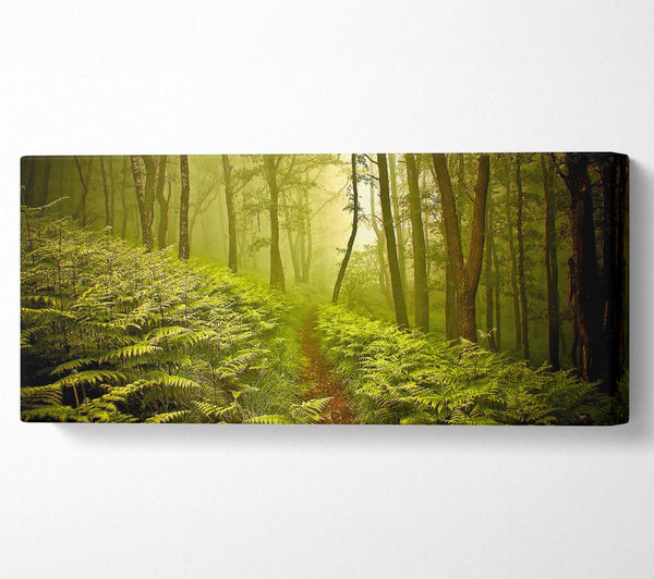 Green Forest Path