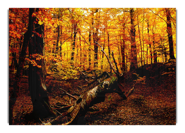 Herbstwald 3