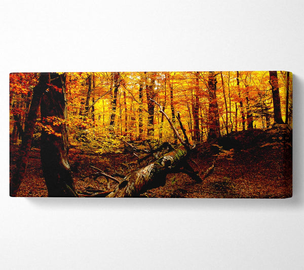 Herbstwaldsitz
