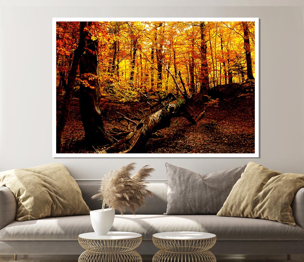 Autumn Forest Seat Print Poster Wall Art