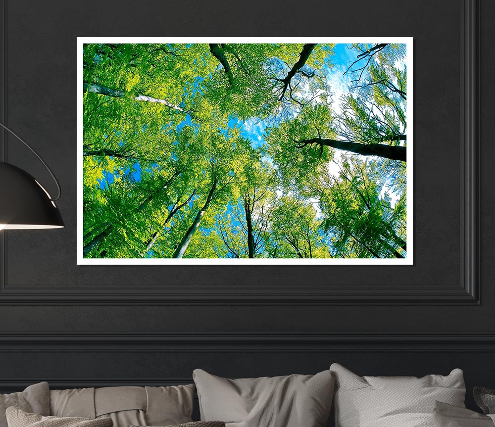 Forest Sky View Print Poster Wall Art