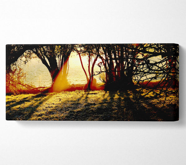 Golden Sunlight