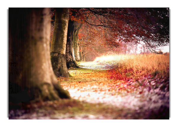 Beech Autumn Trees