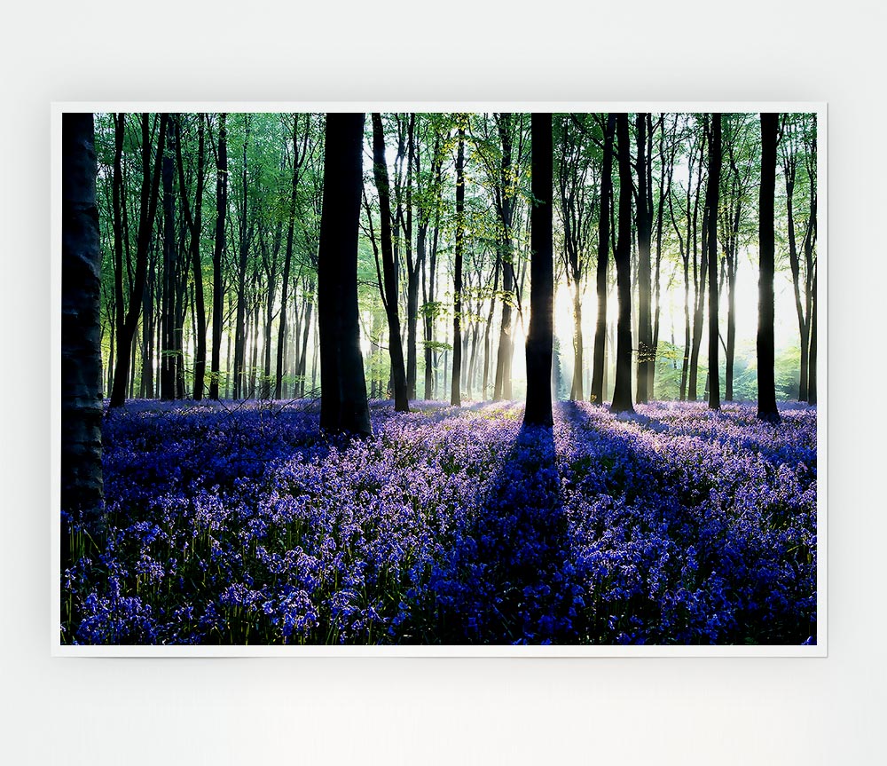 Dawn In Forest Print Poster Wall Art