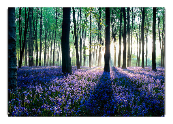Morgendämmerung im Wald