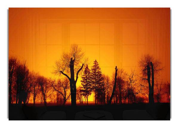The Forest Aglow