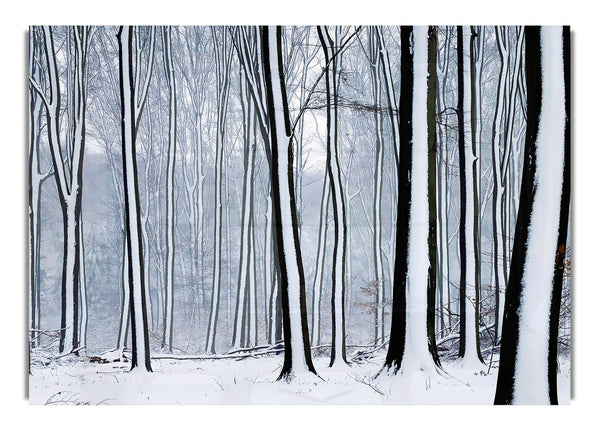 Forest Snow Trees