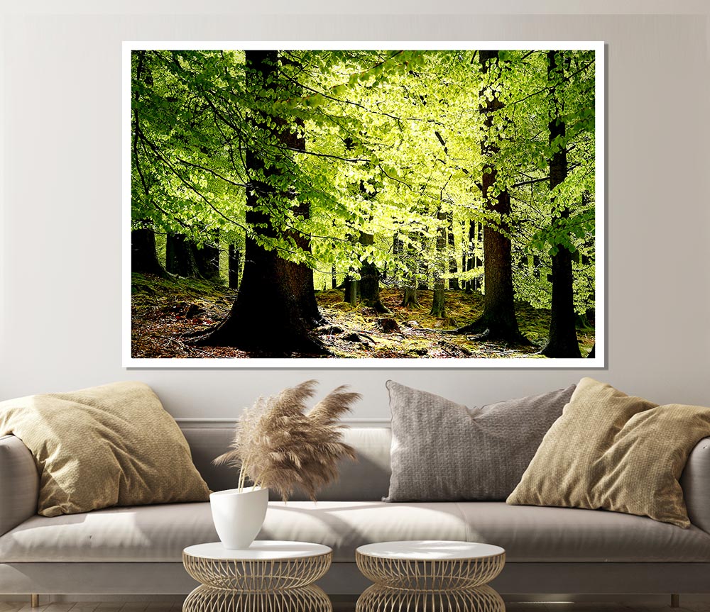 Green Leaves Forest Walk Print Poster Wall Art