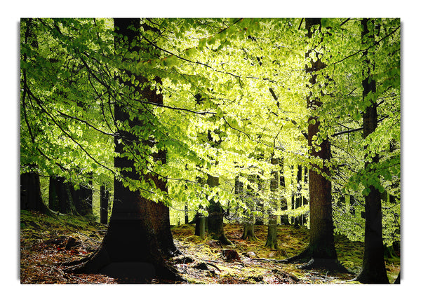 Spaziergang durch den Grünen Wald