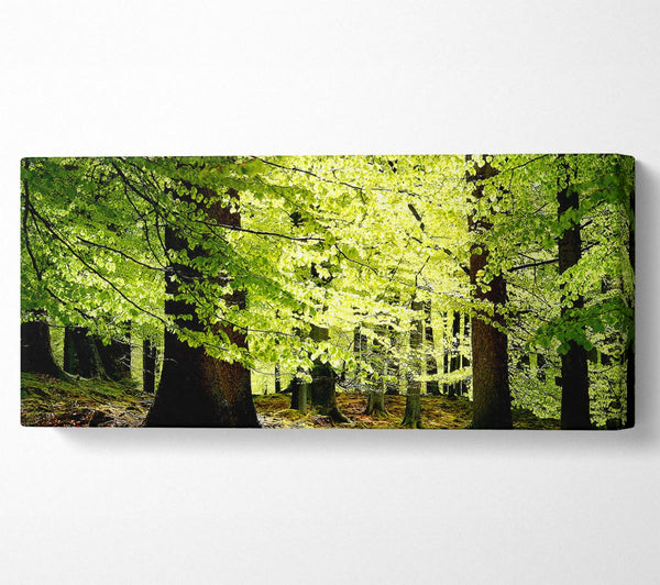 Green Leaves Forest Walk