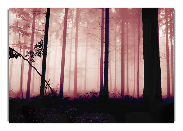 Mauve Waldnebel