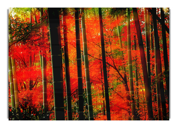 Roter Herbstwald