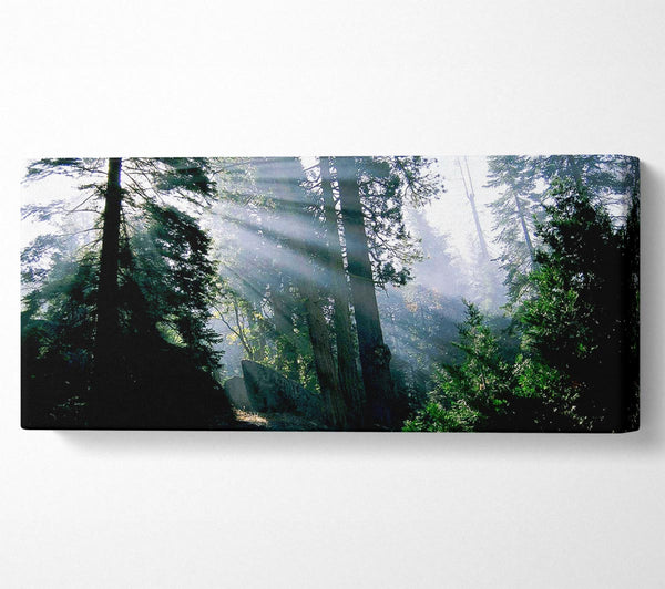 Sonnenstrahlen durch den grünen Wald